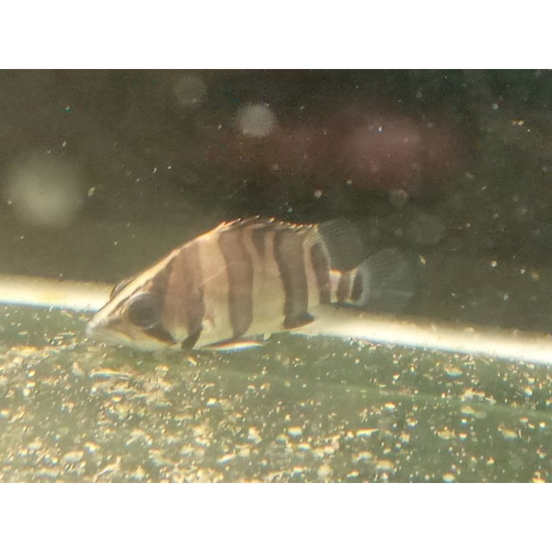 DatzSumatra 3bar 7cm