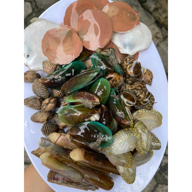 

Kerang Mix