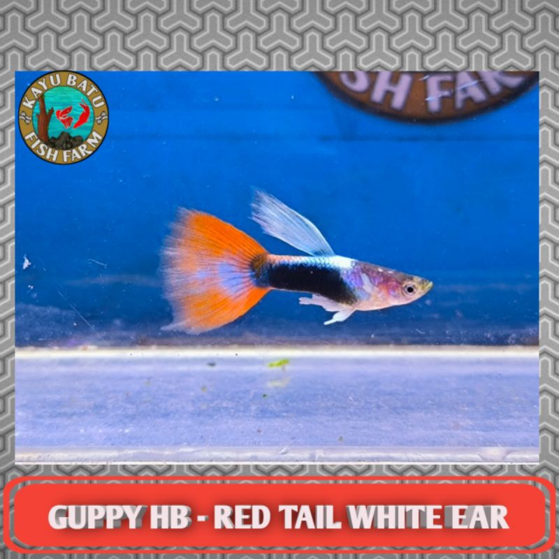 GAMBAR..IKAN..GUPPY..HB-RED..TAIL