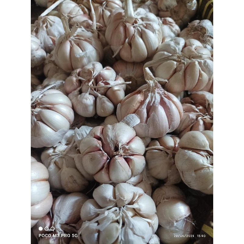 

BAWANG PUTIH SINCO