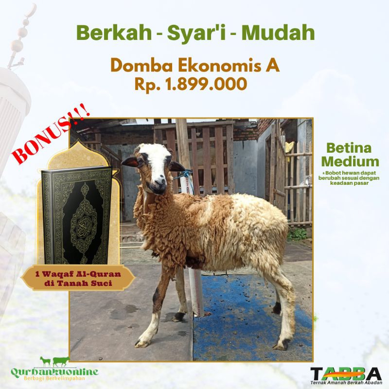 

PROMO Domba Qurban Ekonomis A - Qurbankuonline 2024