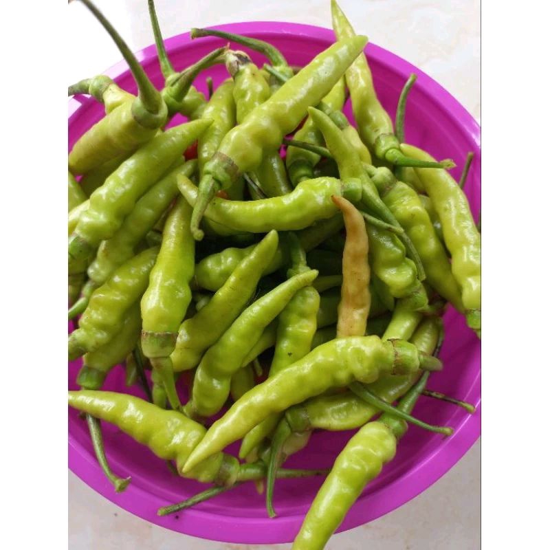 

cabe cabai hijau cabai keriting cabai rawit cabai segar 250 gr 250 gram