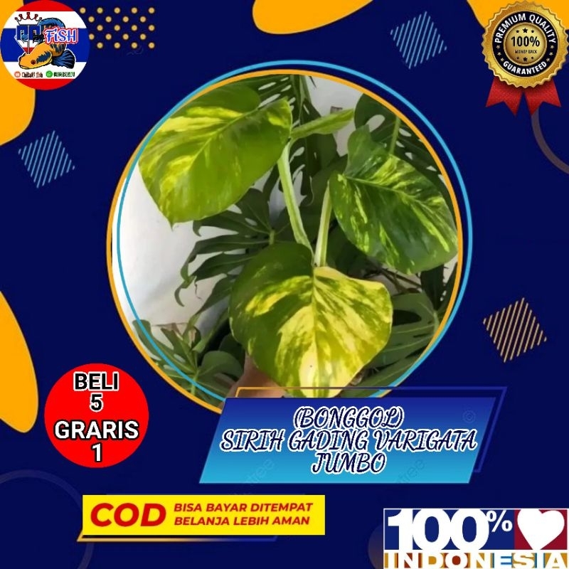 sirih gading belanda/varigata jumbo (bonggol)