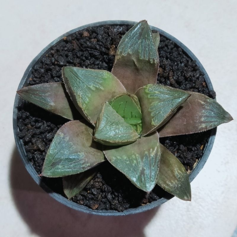 haworthia hybrid