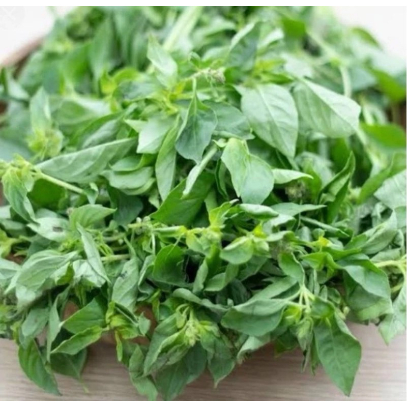 

Daun Kemangi ikat fresh