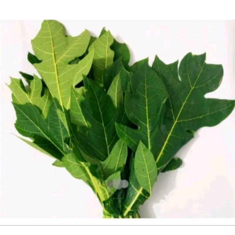 

SAYUR DAUN PEPAYA PAHIT 1 IKAT / JAMIN SEGAR