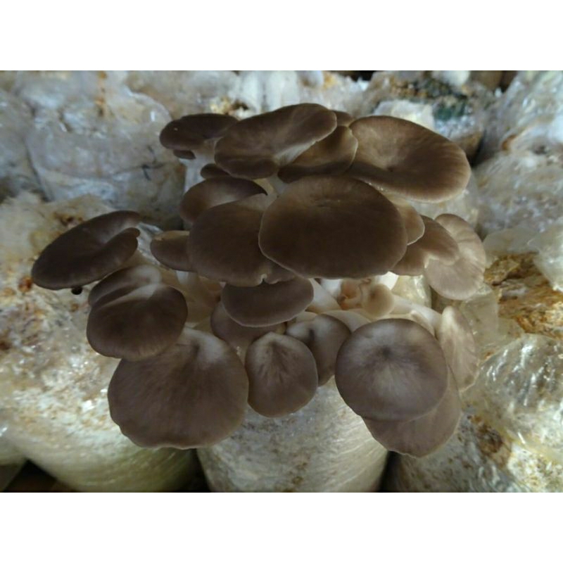 Jamur tiram coklat fresh