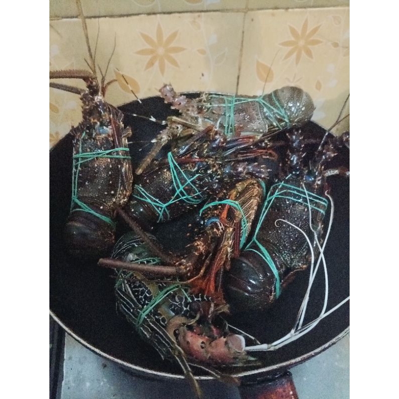 LOBSTER LAUT / LOBSTER FRESH / LOBSTER MUTIARA / LOBSTER MUTIARA 1KG ISI 6 - 7