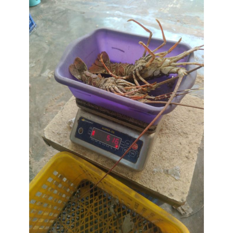 LOBSTER LAUT / LOBSTER FRESH / LOBSTER PAKISTAN  / LOBSTER PAKISTAN 1KG ISI 2 - 3