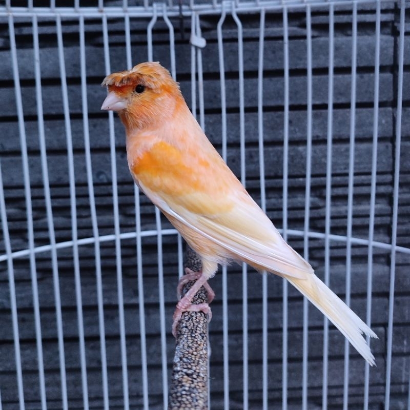 Kenari AF Jambul Orange - Gacor Isian (Only Instant Delivery)