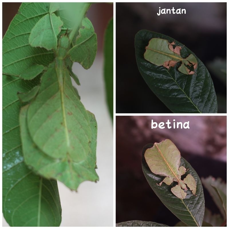 Belalang daun Pulchriphyllium pulchrifolium