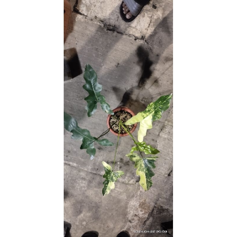 Thaumatophyllum Williamsii Varigata