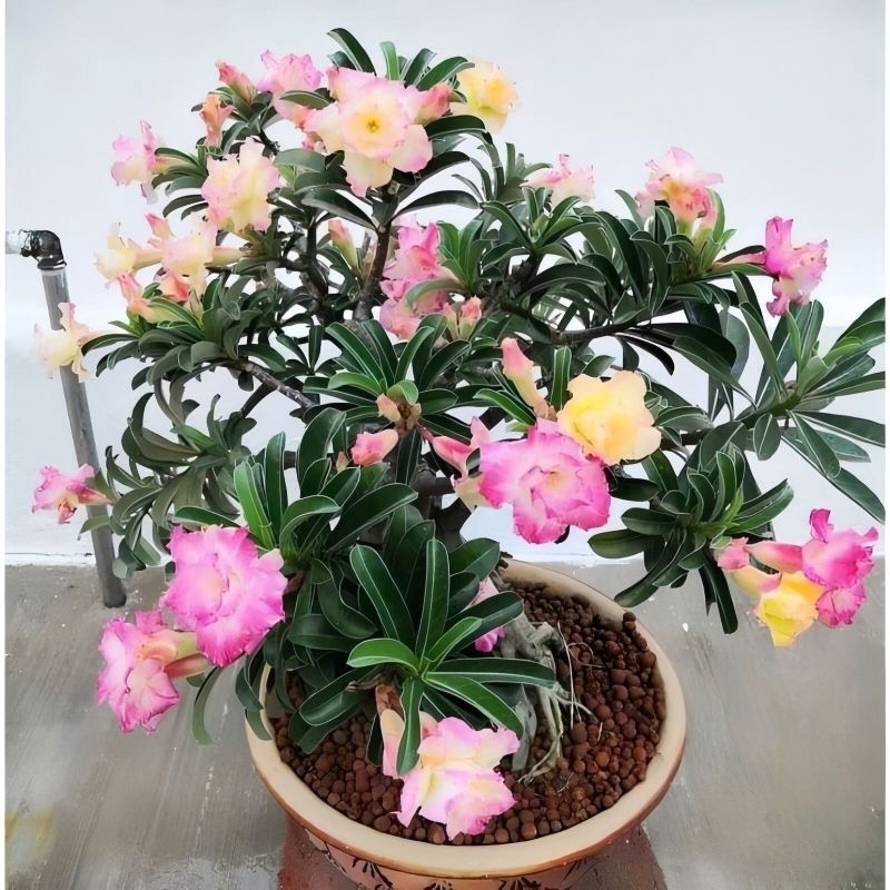 Tanaman hias bunga adenium tumpuk size B / pohon kamboja jepang tumpuk / adenium tumpuk
