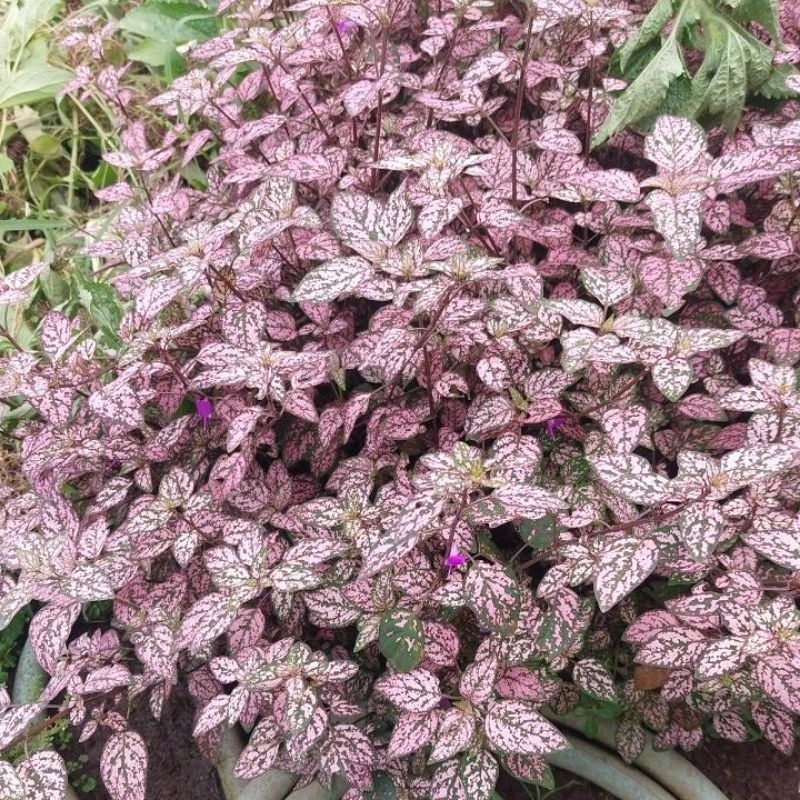 Hipotes/ telur puyuh tanaman hias~