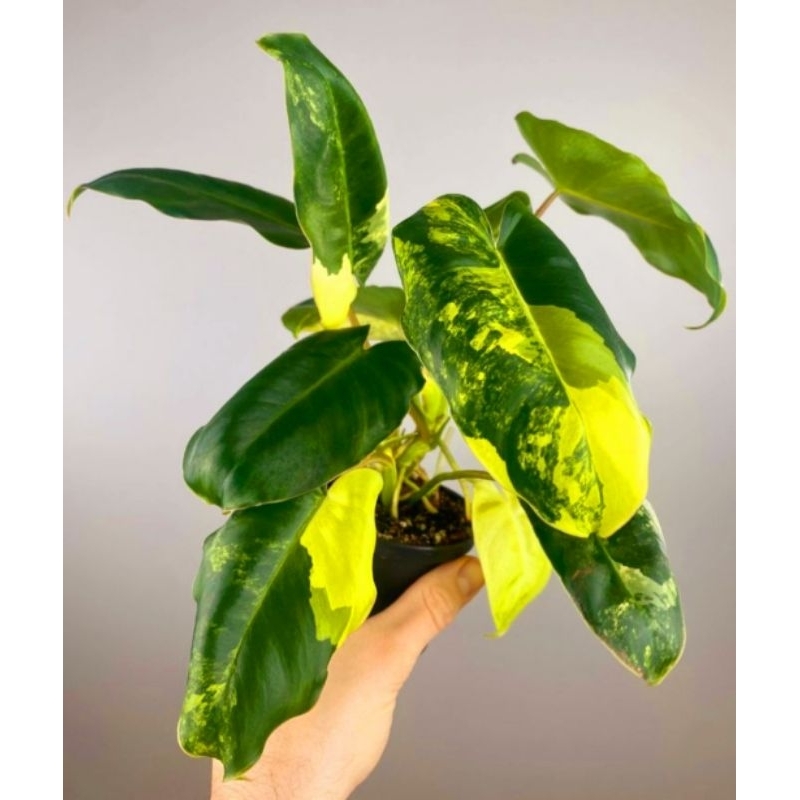 ( BISA COD ) Burle Marx Tanaman Hias Burle Marx Tanaman Hias Murah Meriah Burle Marx Varigata Tanama