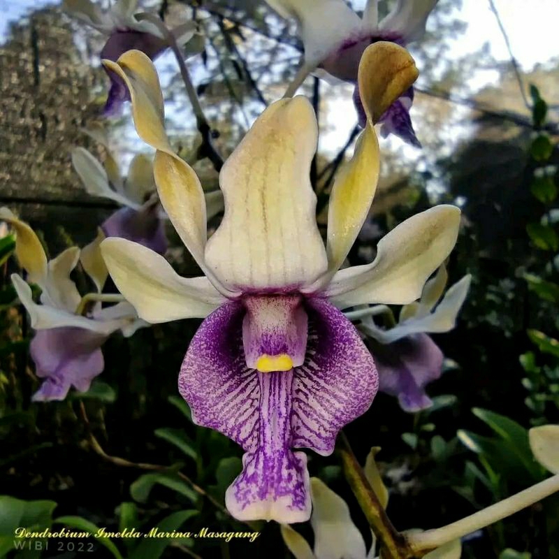 Dendrobium Imelda Marina Masagung
