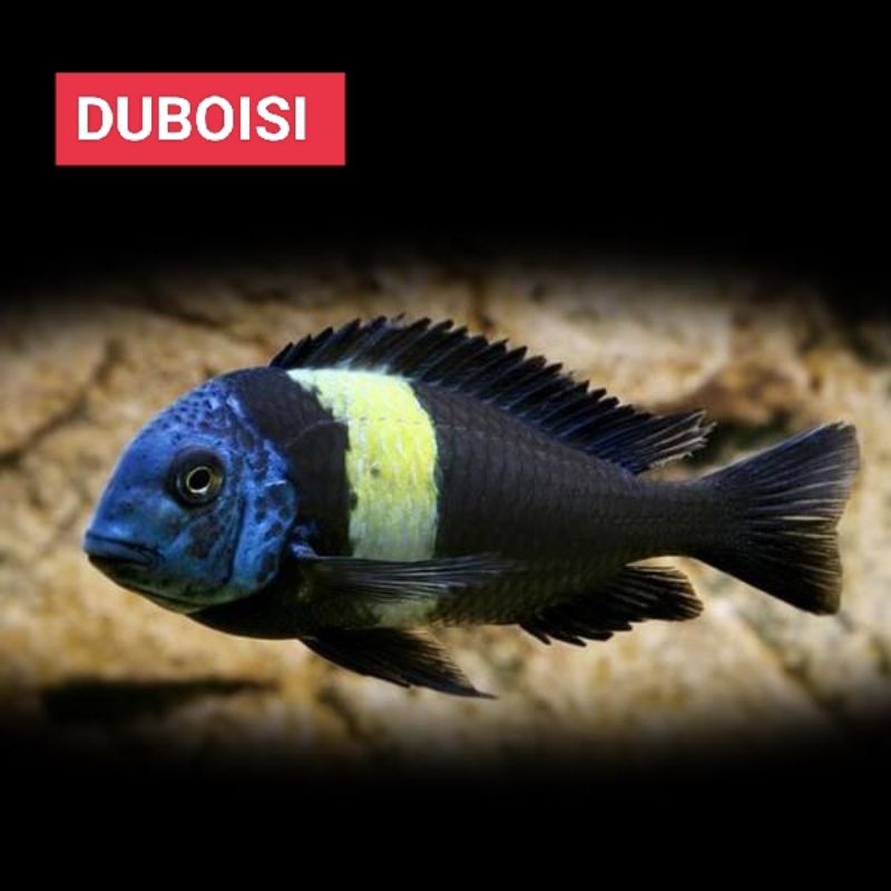 duboisi cichlid