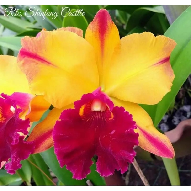 anggrek dewasa cattleya