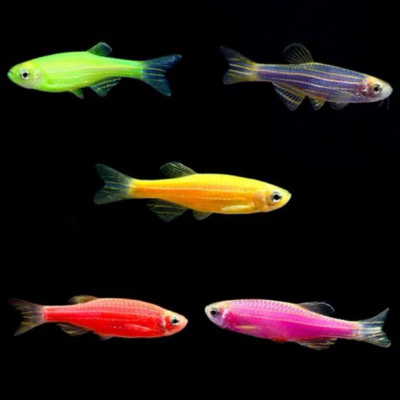 Glofish Beauty