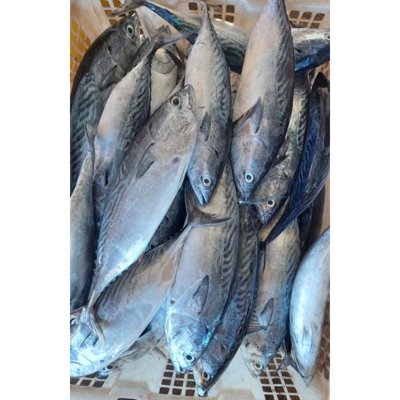 IKAN TUNA/CAKALANG/TONGKOL/Super/ SEGAR