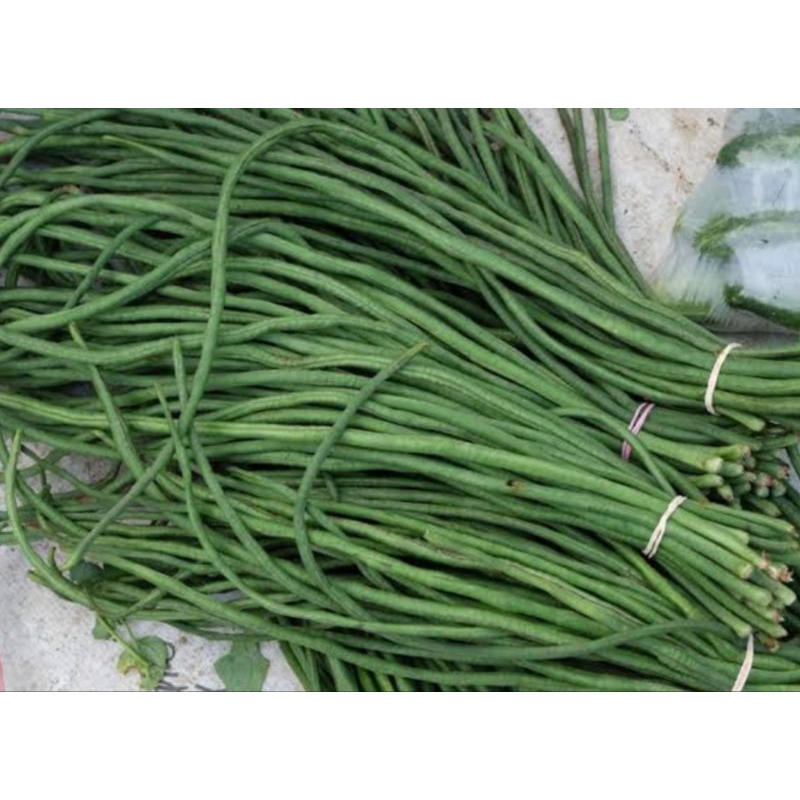 

kacang panjang