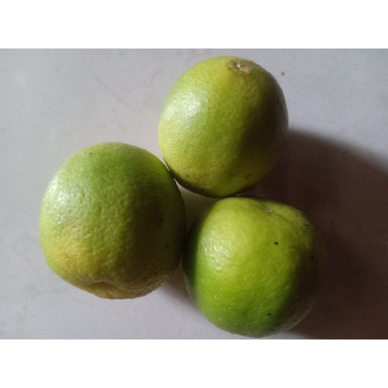 

jeruk nipis/jeruk pecel baru petik berisi 3buah (boleh request variasi) Rp2000