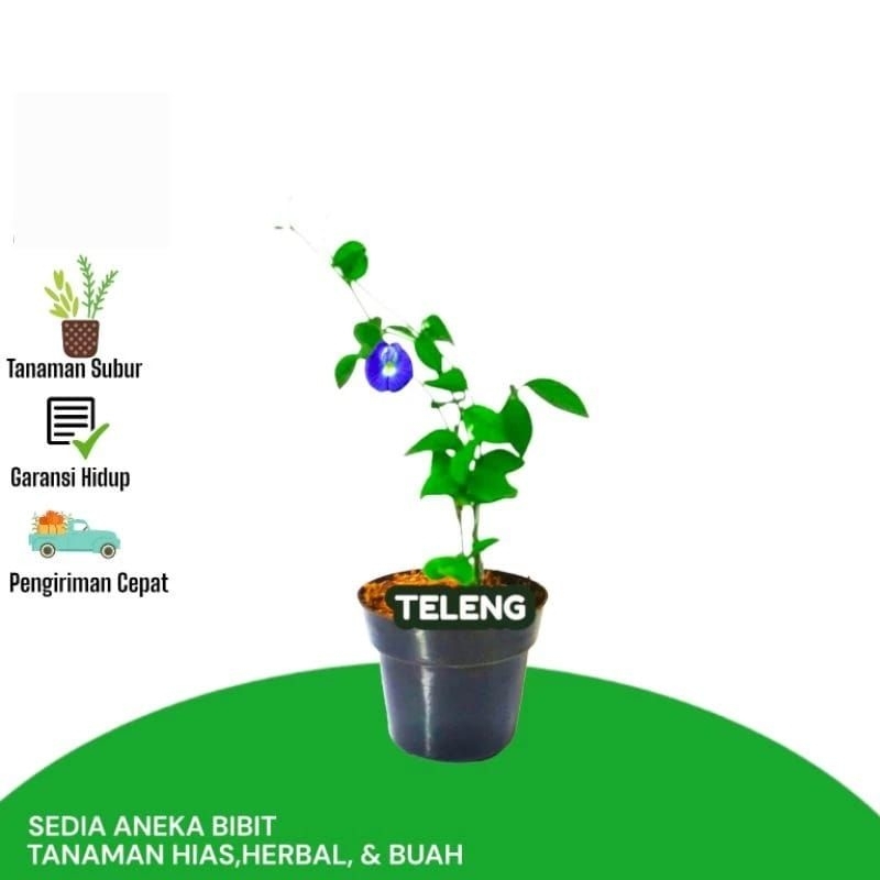bibit tanaman kembang teleng pewarna alami