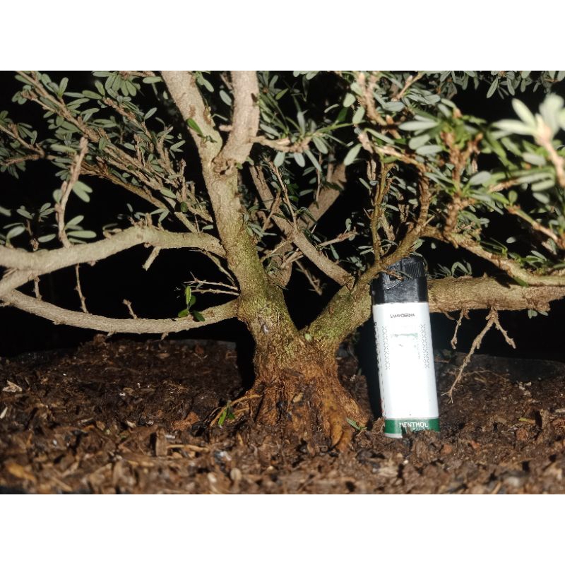 BONSAI SAENG SIMBUR SUPER MIKRO VIETNAM MURAH