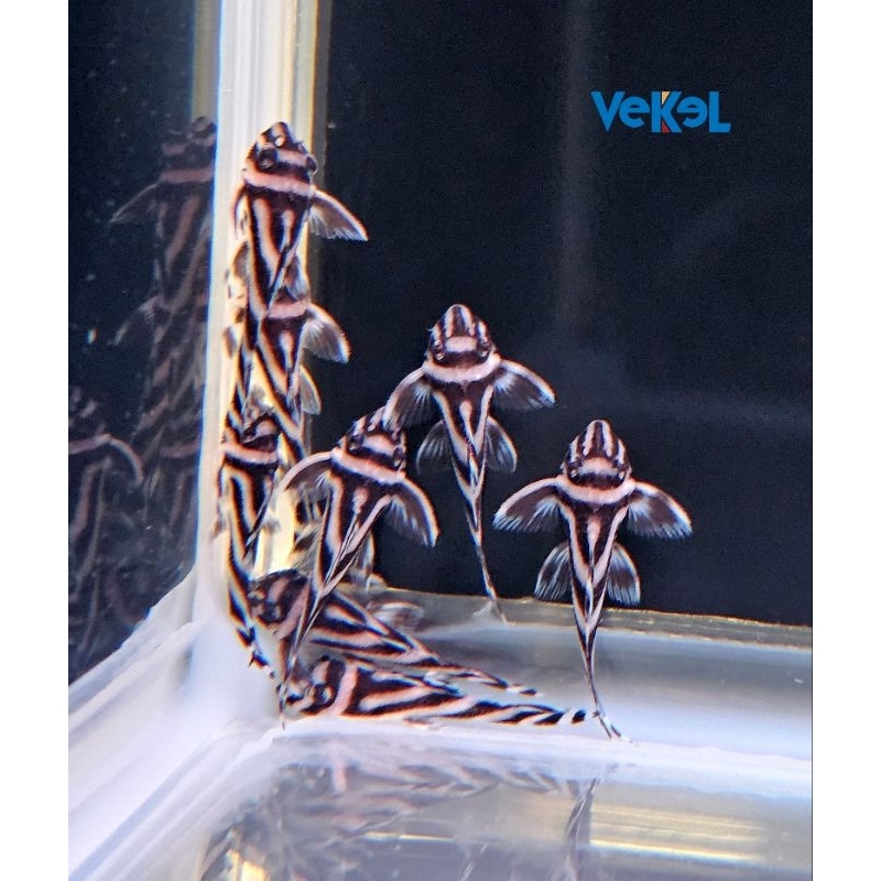 Pleco L46 - Zebra