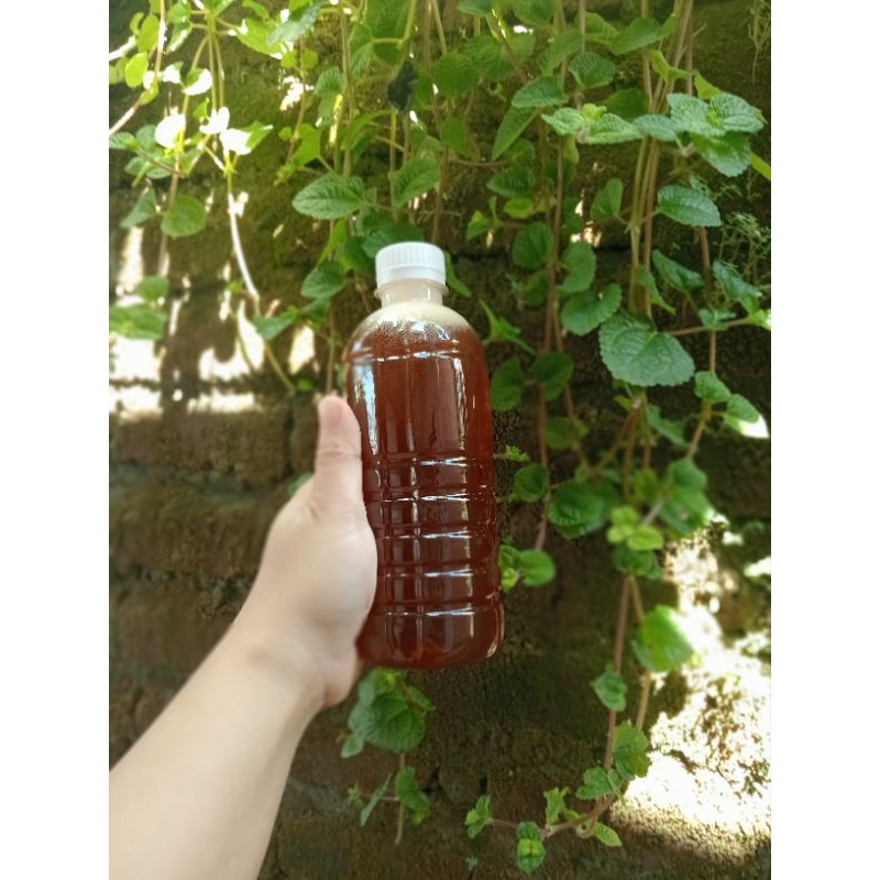 

madu hutan apis dorsata