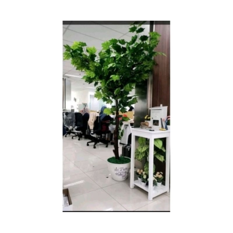 Pohon ample Artificial Tinggi 2.5 Meter / Pohon Plastik Hiasan Ruangan