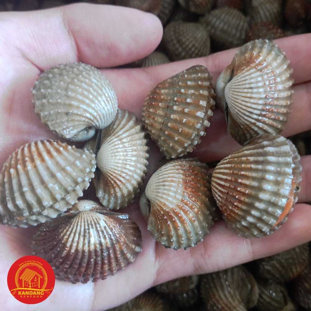 

Kerang Dara Darah Hidup Segar Fresh 1 Kg