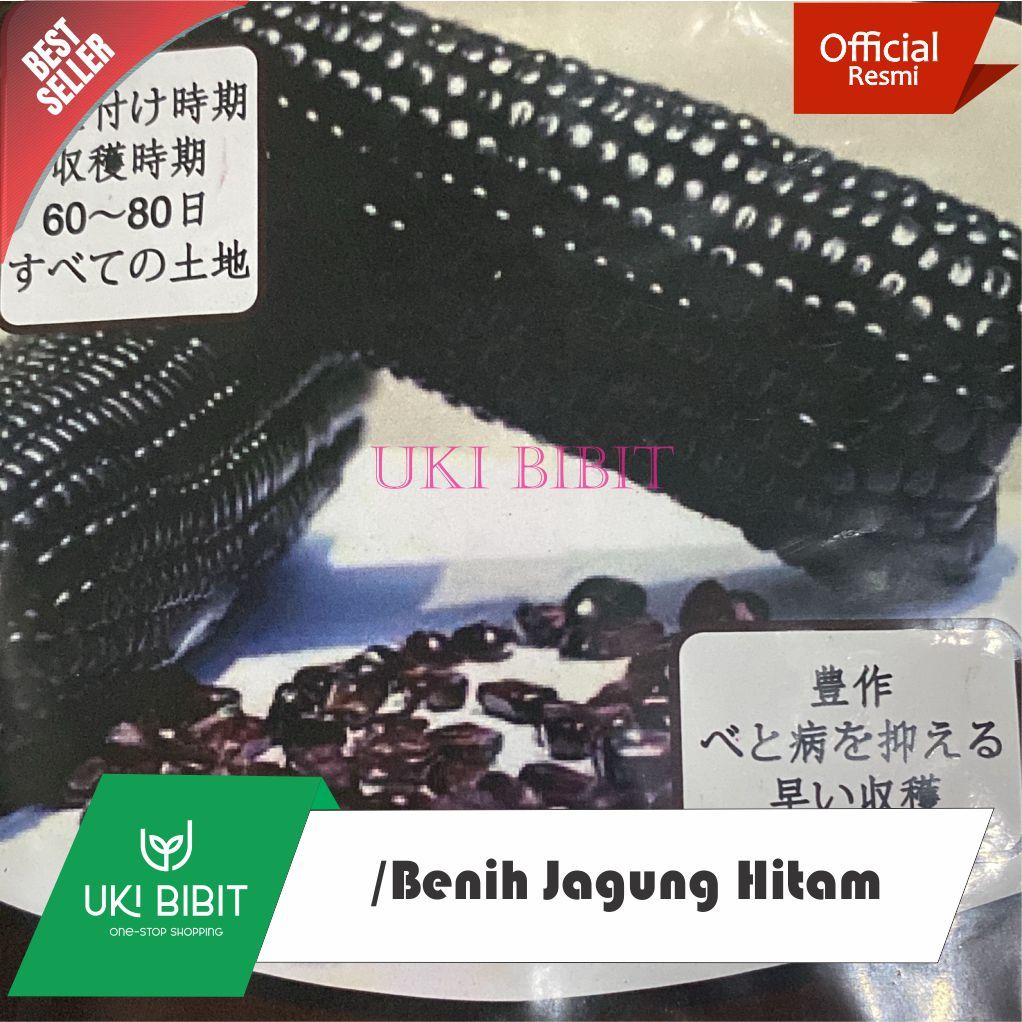 ( 100 Butir ) Benih Jagung Hitam | Jagung Ketan Hitam