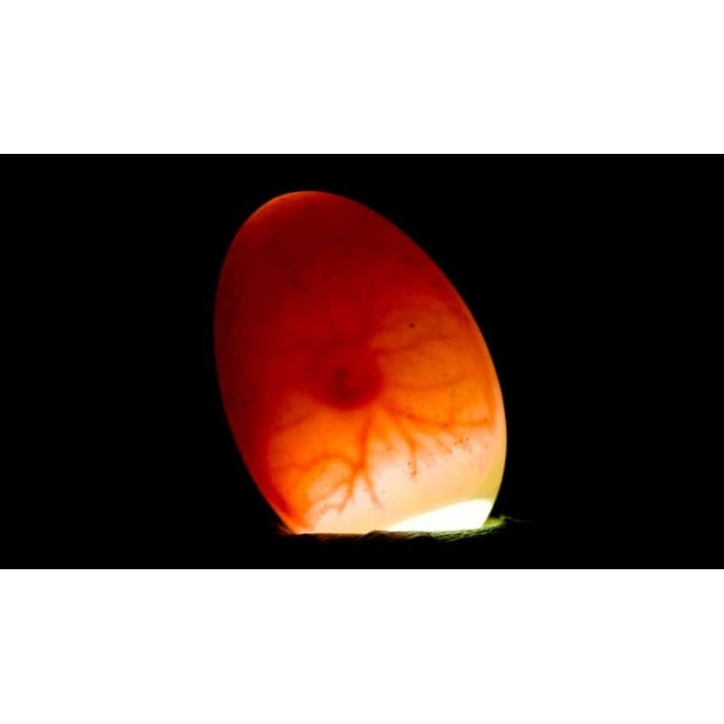 TELUR AYAM  BANGKOK Clasik siap DI TETASKAN