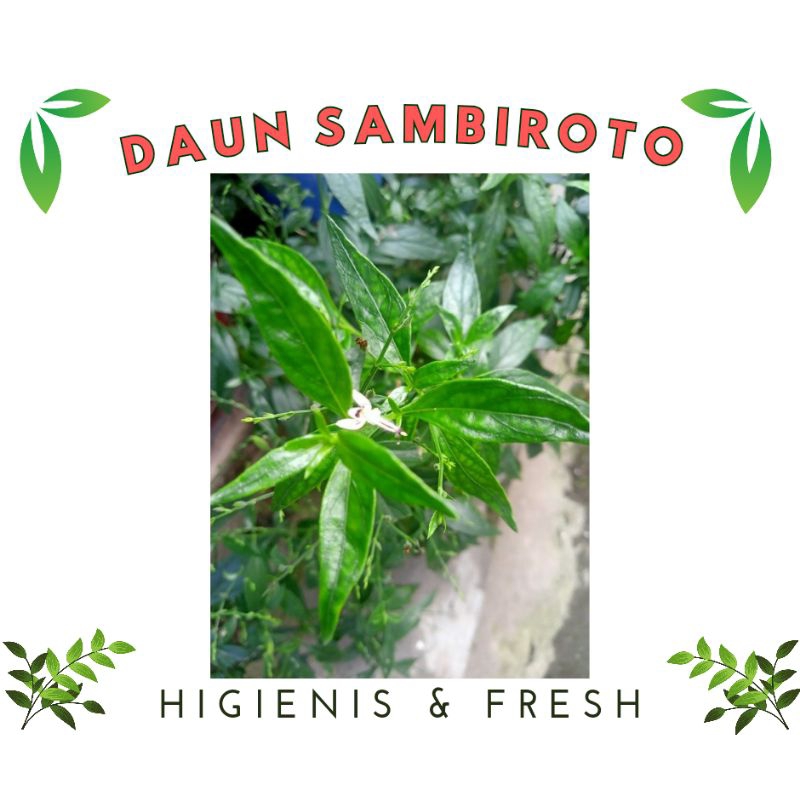 

Daun Sambiroto/Sambiloto 100g