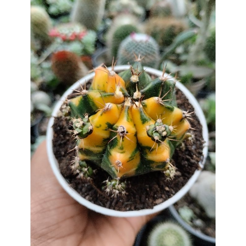 Kaktus gymno variegata kuning