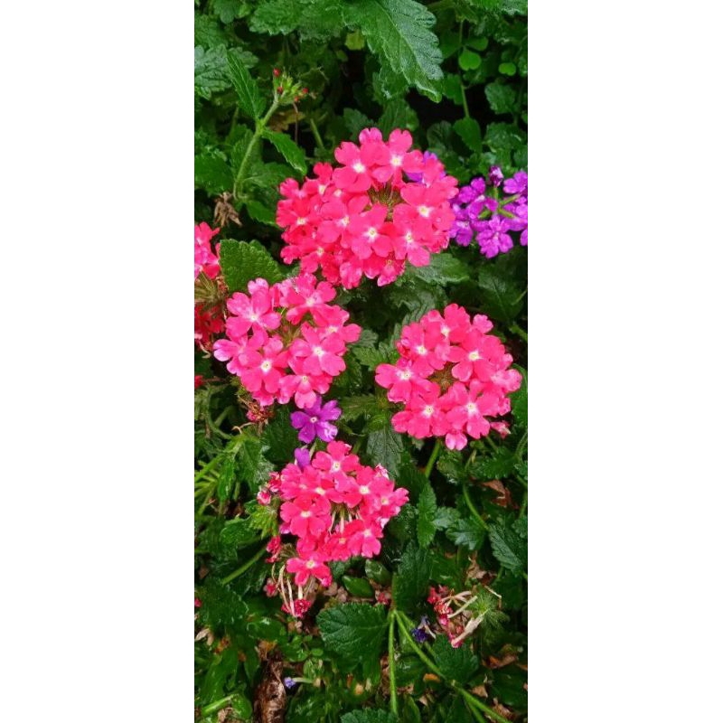 bunga verbena/marbena pink tanaman hias bunga verbena