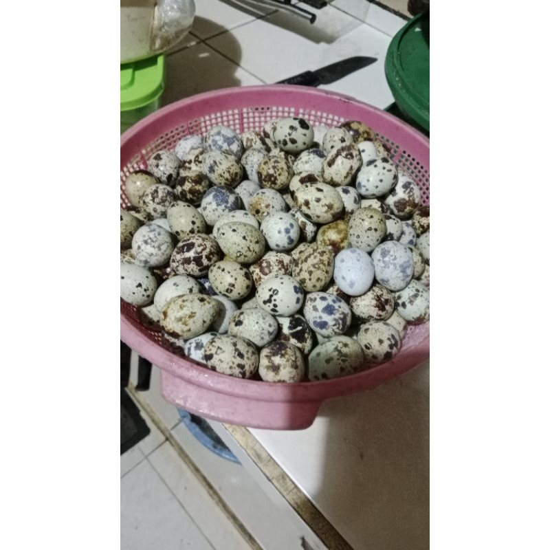 

telor puyuh fertil