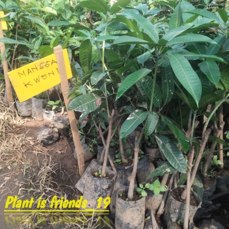 BIBIT MANGGA KWENI OKULASI MANGGA KWENI