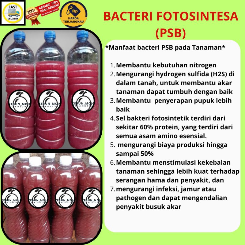 psb bacteri fotosintesa 1 liter , pupuk cair organic psb bacteria fotosintesa psb bakteri merah