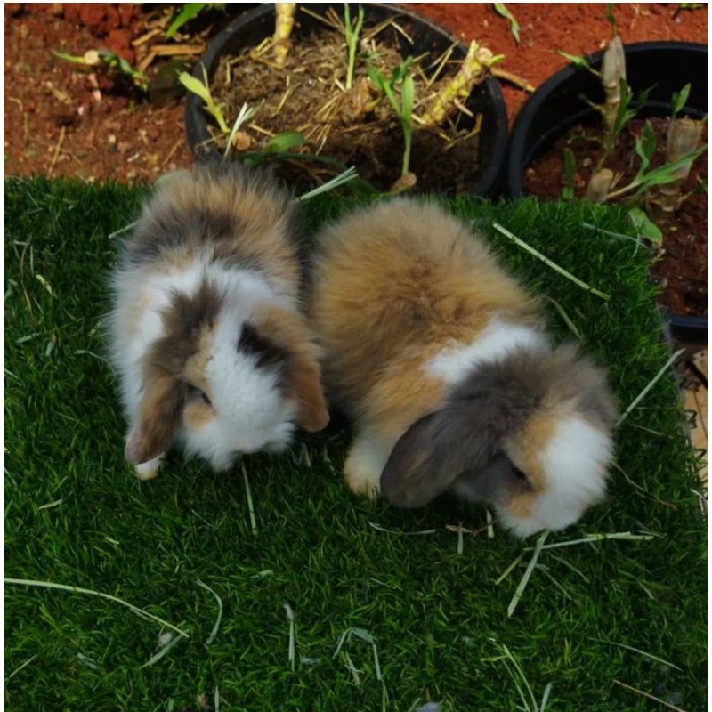Kelinci Fuzzy Lop