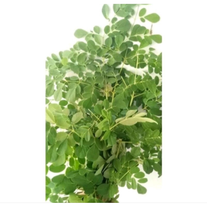 

daun kelor segar 100 g