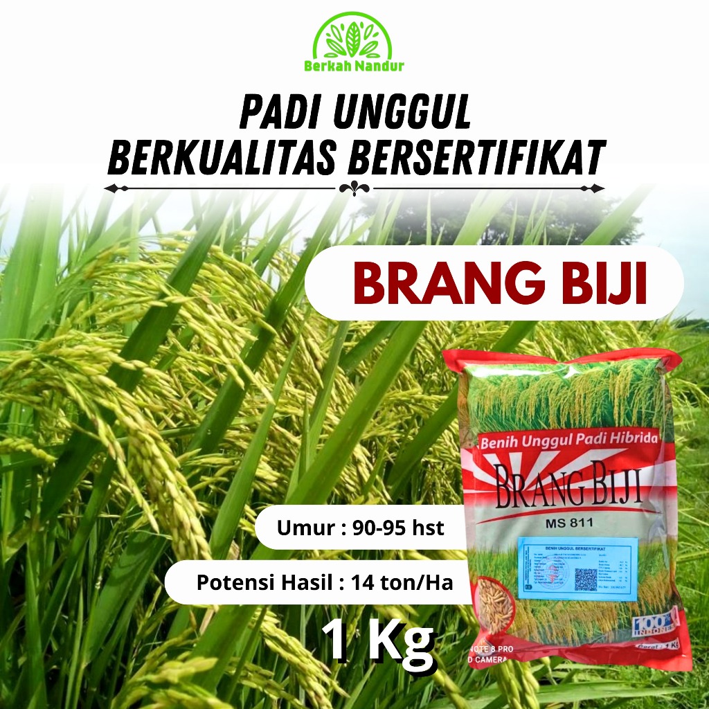 Original Benih Padi Hibrida Brang Biji Kemasan 1 kg Padi Unggul