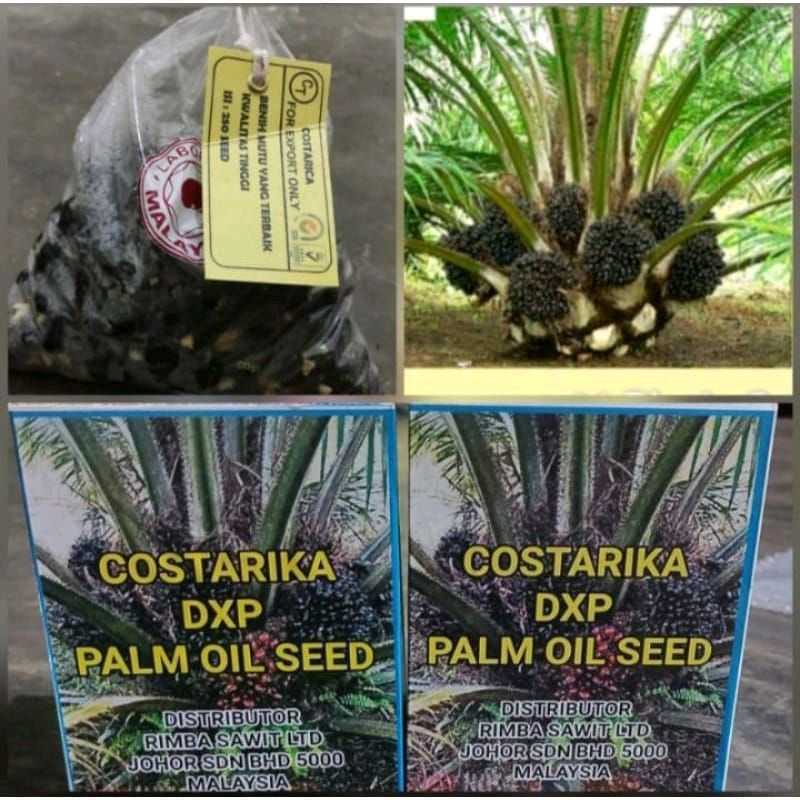 Bibit Kecambah Sawit Costarika