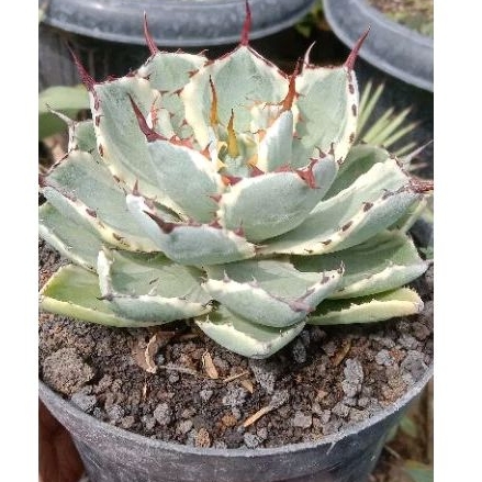 Agave Photatorum Kishokan, Tanaman Hias Agave Photatorum Kishokan