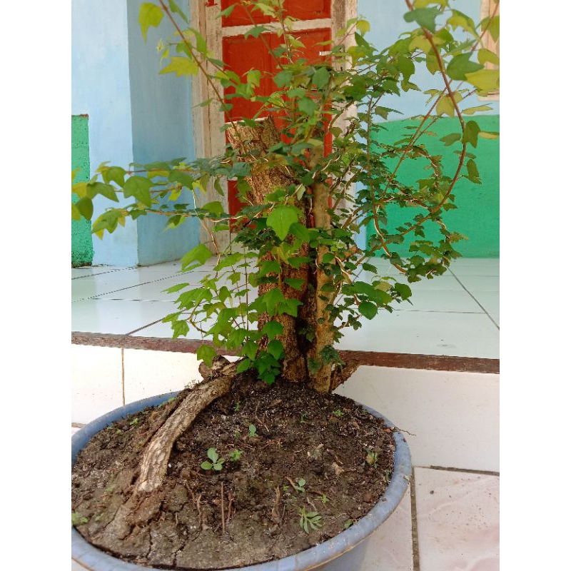 Bahan Bonsai wareng bintang