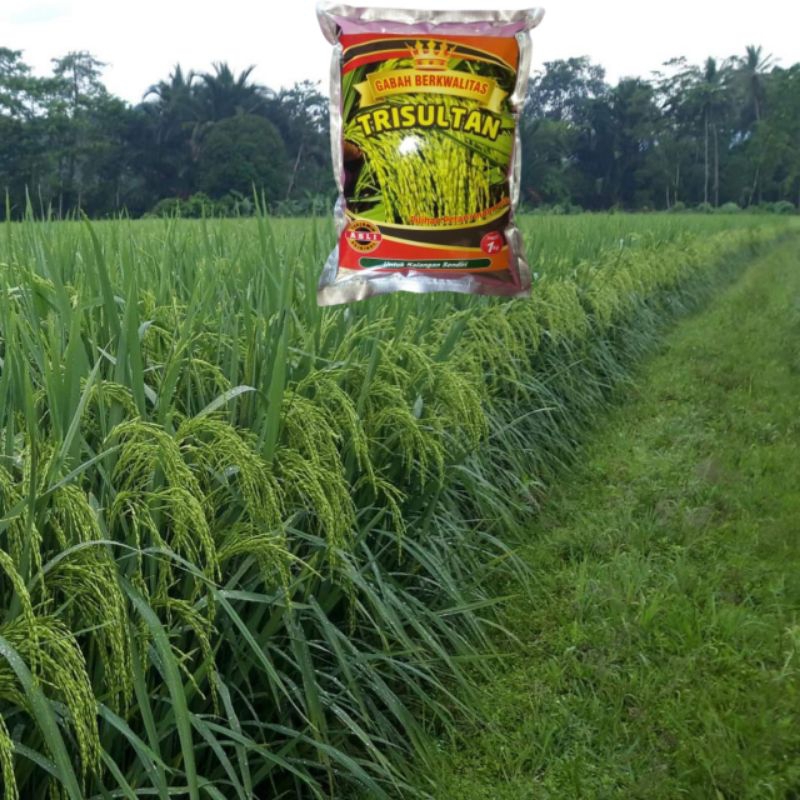 Benih Padi Trisultan Padi Tri Sultan
