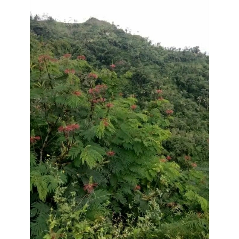 -+ 300 biji bunga kaliandra merah kaliandra pagoda