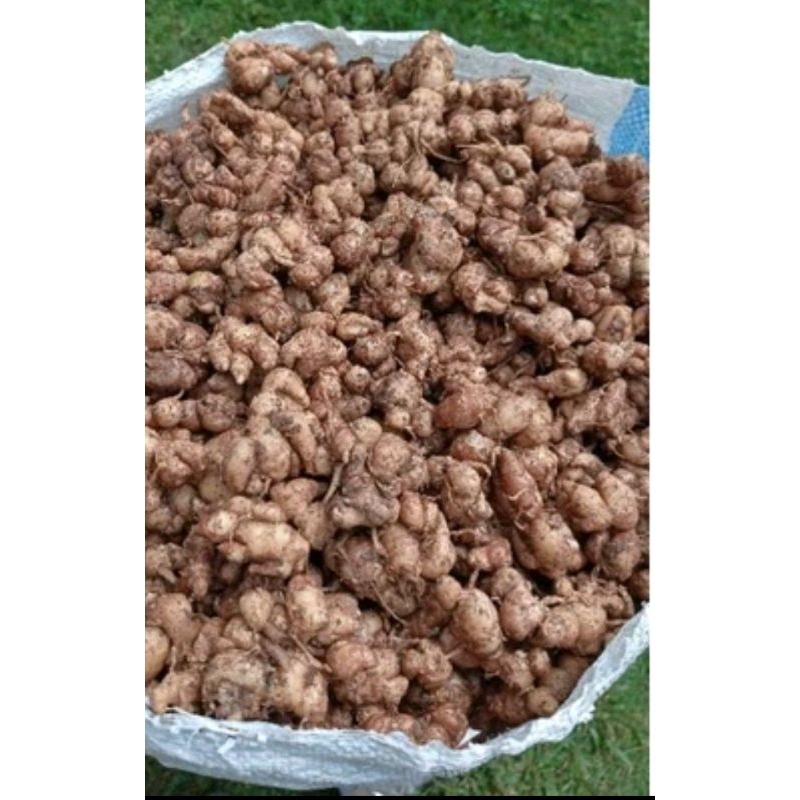 

KEMASAN ( 5KG ) KENCUR/CIKUR ASLI CIAMIS WANGI ENAK COCOK UNTUK BUMBU SEMUA JENIS MASAKAN DAN