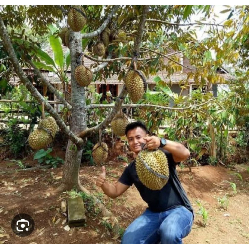 

durian montong cepat berbuah